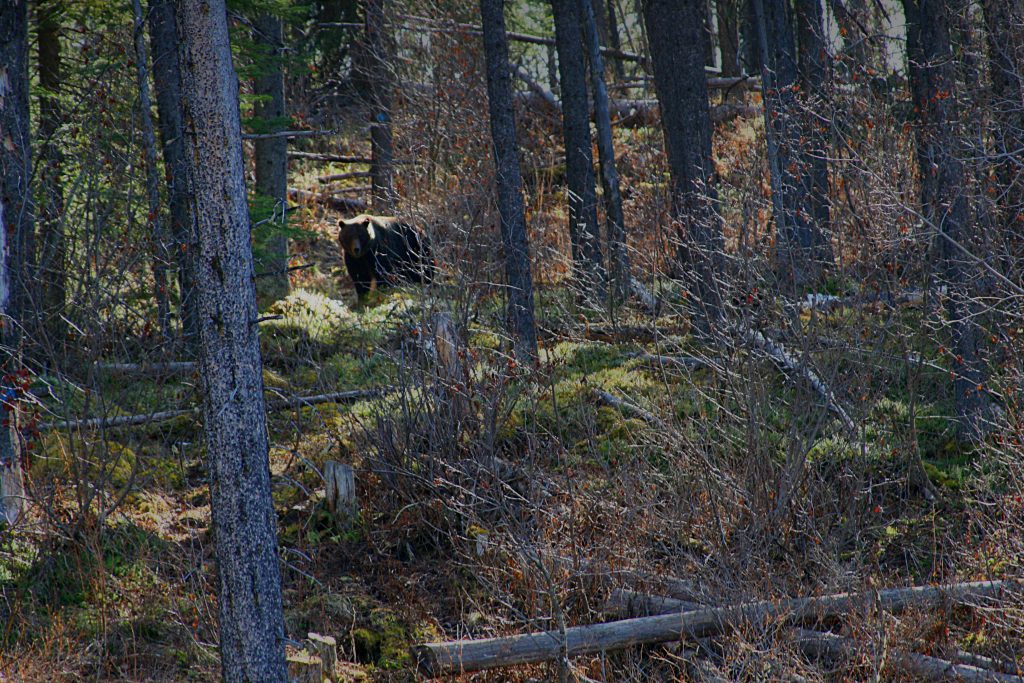 Hinton, Alberta community image