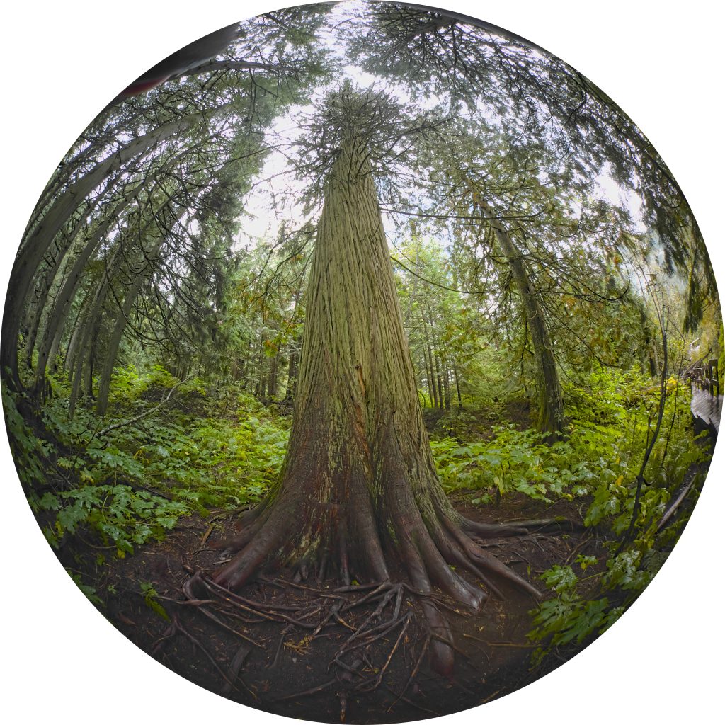 Revelstoke, British Columbia community image